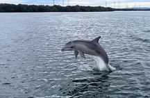 90 Minute Port River Dolphin & Ships Graveyard Cruise