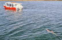 90 Minute Port River Dolphin & Ships Graveyard Cruise