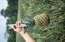 Arenal volcano pineapple + waterfall hike+ Coffee-chocolate tour 