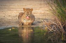 Wilpattu National Park Private Safari From Dambulla & Sigiriya