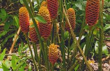 Arenal volcano pineapple + waterfall hike+ Coffee-chocolate tour 