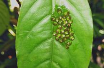 Arenal volcano pineapple + waterfall hike+ Coffee-chocolate tour 