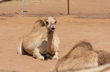 Ras Al Khaimah City Tour - Half Day