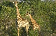 2 Days Safari in Maputo National Park
