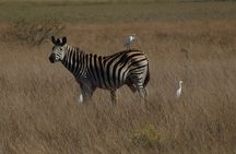 2 Days Safari in Maputo National Park