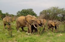 2 Days Safari in Maputo National Park