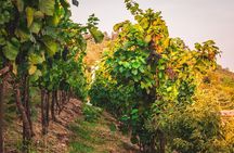 Full Day Private Tour to Kutná Hora with Wine Tasting