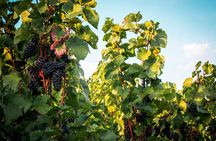 Full Day Private Tour to Kutná Hora with Wine Tasting