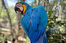 Tour 1 day: Brazilian Falls and Bird Park