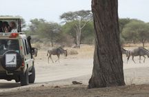 4-Day Tarangire, Serengeti, Ngorongoro Crater