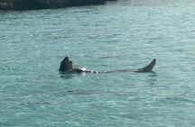 Private Full Day Cruise Tour in Rose Island with Snorkeling 