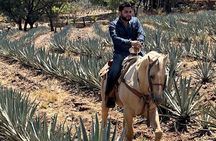 Visit to Tequila and Horseback Riding Among the Agave Landscape
