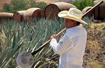 Visit to Tequila and Horseback Riding Among the Agave Landscape