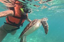 Private Snorkeling with Sea Turtles