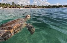 Private Snorkeling with Sea Turtles