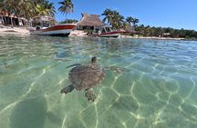 Private Snorkeling with Sea Turtles