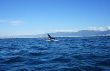 Whale watching 3 hours in Puerto Vallarta