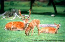 Kyoto & Nara Day Trip - Golden Pavilion & Todaiji from Kyoto