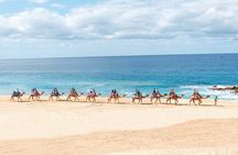Beach Camel Ride & Encounter in Cabo 