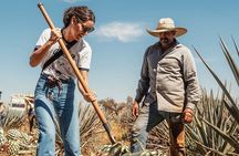 Private Tour to Distillery Tequila Ocho and Arandas