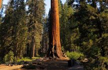 Heart of the Giant Forest Hike