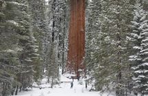 Heart of the Giant Forest Hike