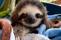 Sloths and Coffee: Tour to a Wildlife Sanctuary and a Coffee Farm