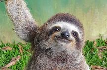 Sloths and Coffee: Tour to a Wildlife Sanctuary and a Coffee Farm