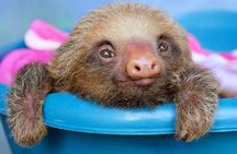 Sloths and Coffee: Tour to a Wildlife Sanctuary and a Coffee Farm