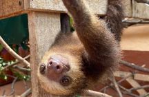 Sloths and Coffee: Tour to a Wildlife Sanctuary and a Coffee Farm
