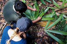 Full jungle experience tour