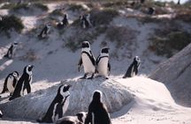Cape of Good Hope, Penguins & Table Mountain Private Day Tour