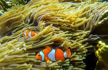 Surin Islands- Early Bird Snorkeltour from Khao Lak in English, French, German, Italian
