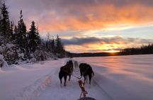 Dogsled Rides