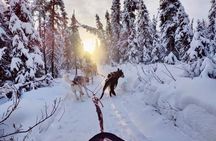 Dogsled Rides