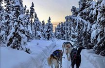 Dogsled Rides
