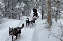 Dogsled Rides