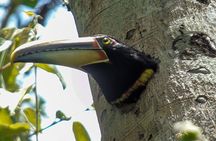 Mindo Cloud Forest Customizable