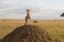Big 5 Masai Mara and Lake Nakuru 4 Days Safari Private Tour