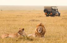Big 5 Masai Mara and Lake Nakuru 4 Days Safari Private Tour
