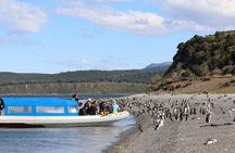 Penguin and Centolla Tour in 4x4