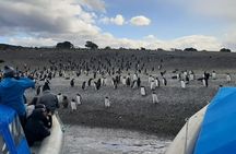 Penguin and Centolla Tour in 4x4