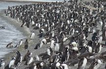 Penguin and Centolla Tour in 4x4