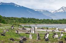 Penguin and Centolla Tour in 4x4