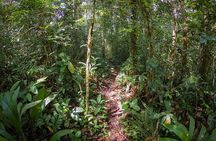 4 Days Deep Jungle Experience