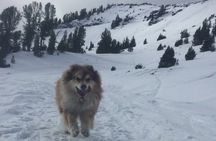 Guided Snowshoe Experience in Lake Tahoe