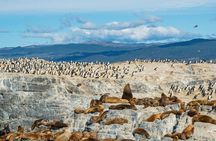 Half Day Beagle Channel Tour to Isla de Lobos and Penguin Colony