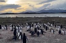 Half Day Beagle Channel Tour to Isla de Lobos and Penguin Colony