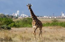 Game Drive To Nairobi National Park With 4*4 Vehicle