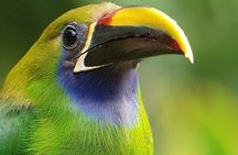  Looking for Toucans